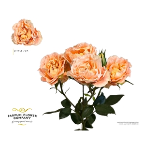 Rosa Spray Princess Joy