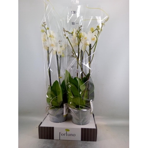 Phalaenopsis   ...white