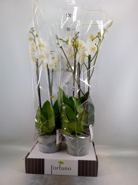 <h4>Phalaenopsis   ...white</h4>