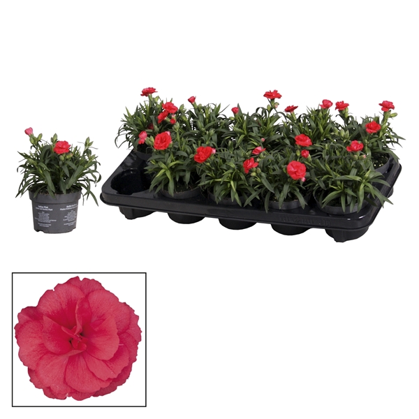 <h4>Dianthus - 10,5 cm - Oscar Red</h4>