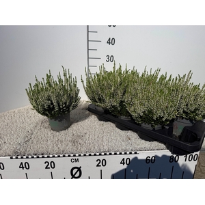 CALLU BL VERENKA