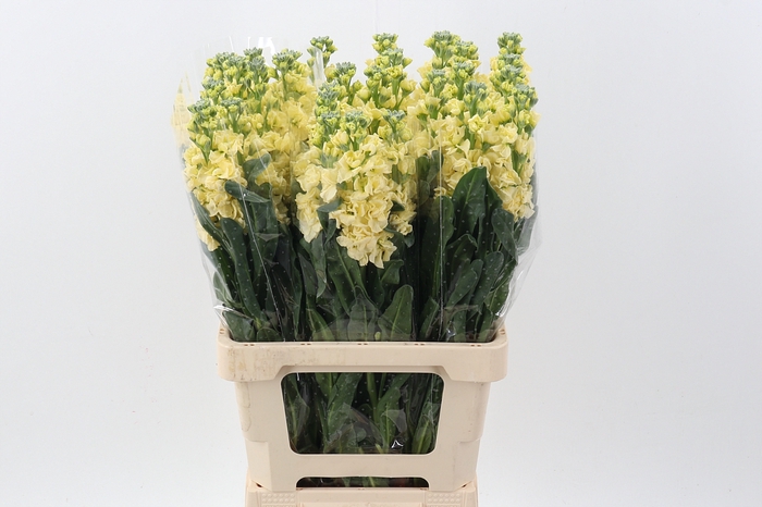 <h4>Matth Phantom Yellow</h4>