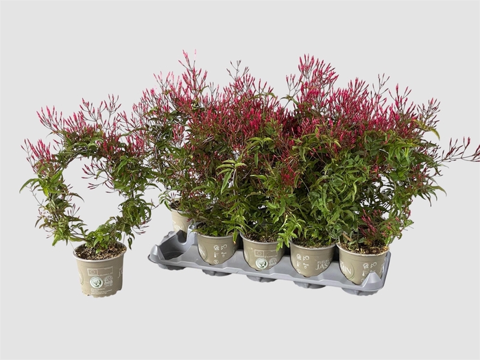 <h4>JASM POLYANTHUM RZ</h4>