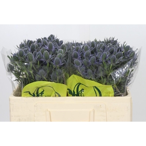 Eryngium Magical Blue Lagoon