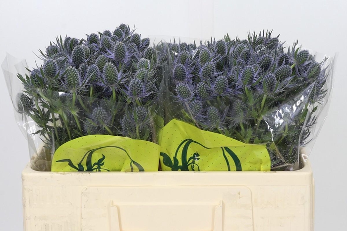 <h4>Eryngium Magical Blue Lagoon</h4>