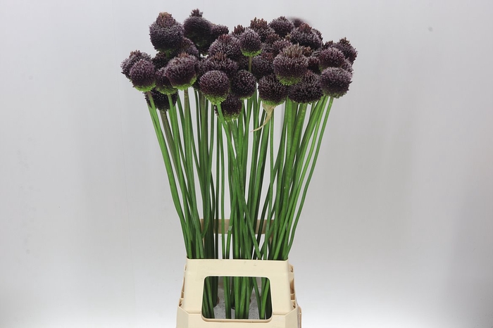 <h4>Allium Forelock</h4>