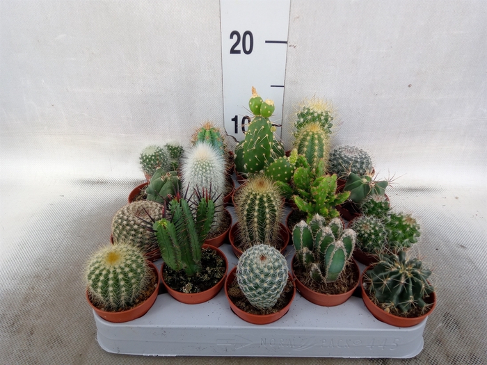 <h4>Cactus   ...mix</h4>