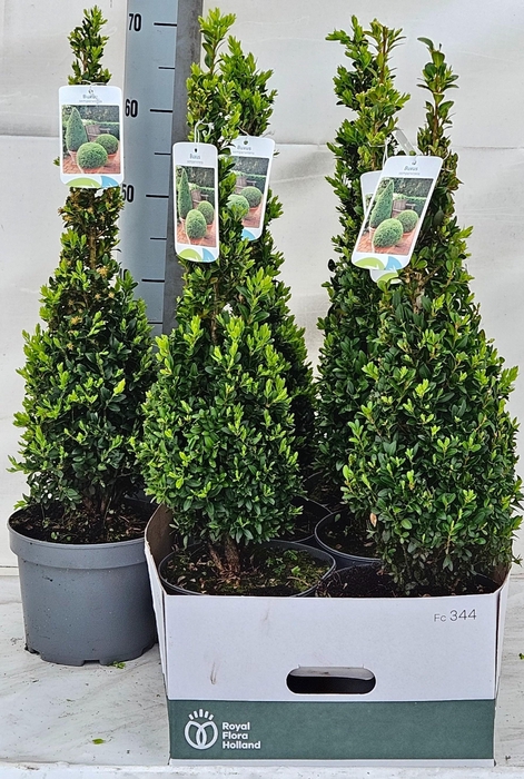 <h4>BUXU SE PYRAMIDALIS</h4>