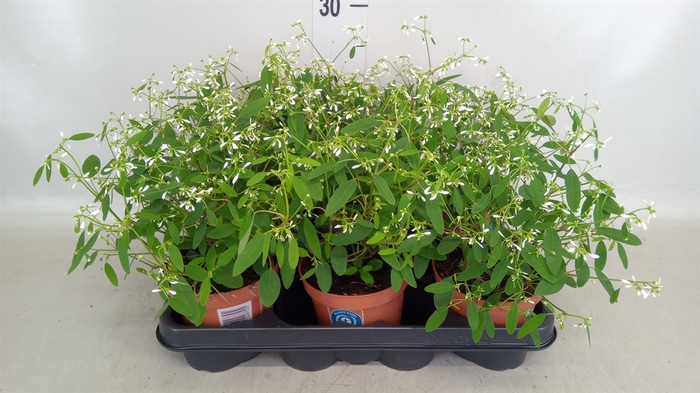 <h4>Euphorbia hyp. 'Diamond Frost'</h4>