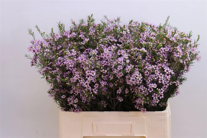 <h4>CHAME UN EARLY NIR</h4>