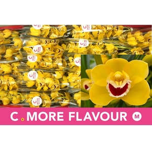 CYMB MI GOLDEN BOY BLOMMENFEES GOLD