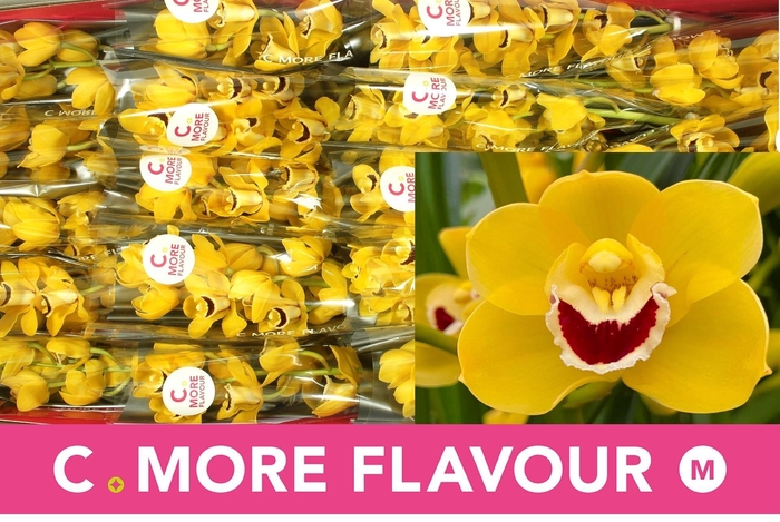 <h4>CYMB MI GOLDEN BOY BLOMMENFEES GOLD</h4>