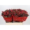 Hypericum True Romance