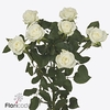 Rosa spray wedding party