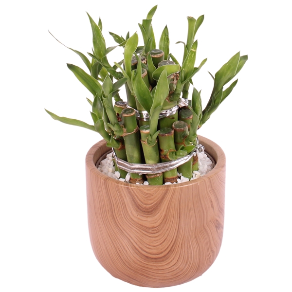 <h4>Lucky Bamboo Shape Round 2B Ø11cm Ceramic NT565</h4>