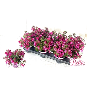 FUCHSIA B F SOILA