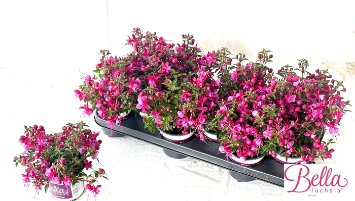 <h4>FUCHSIA B F SOILA</h4>