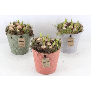 arr4 Bollenmix MB - Oracle pot 236/6