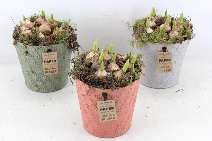 <h4>arr4 Bollenmix MB - Oracle pot 236/6</h4>