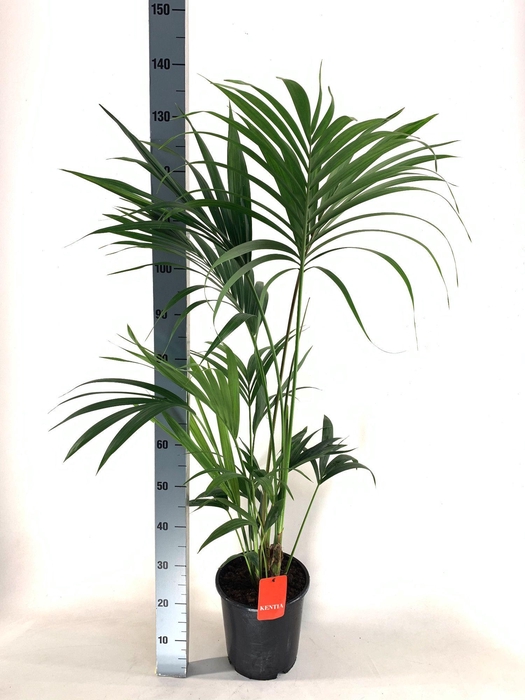 <h4>KENTIA - P24 H130 - 5PP - EcoLine (Howea forsteriana</h4>