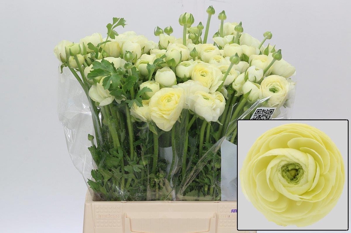 <h4>RAN EL CREME</h4>