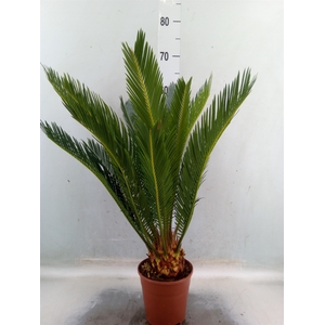 Cycas revoluta