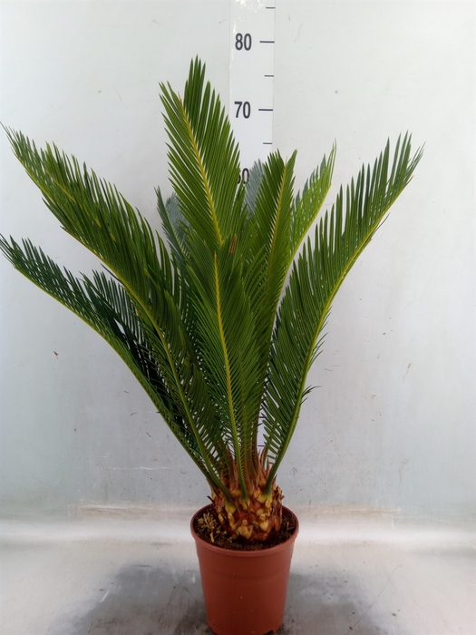 <h4>Cycas revoluta</h4>