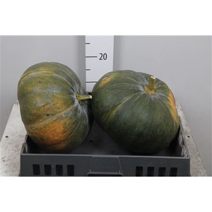 Cucurbita Pepo