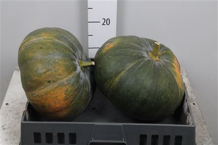 <h4>Cucurbita Pepo</h4>