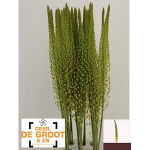 EREMURUS SH YELL SUN
