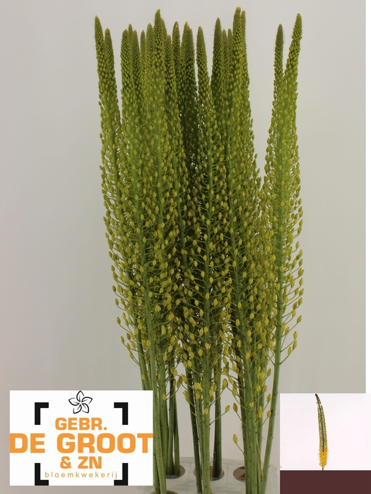 <h4>EREMURUS SH YELL SUN</h4>