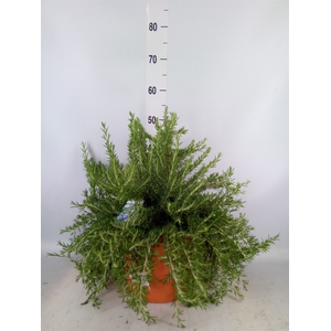 Rosmarinus officinalis 'Prostratus'