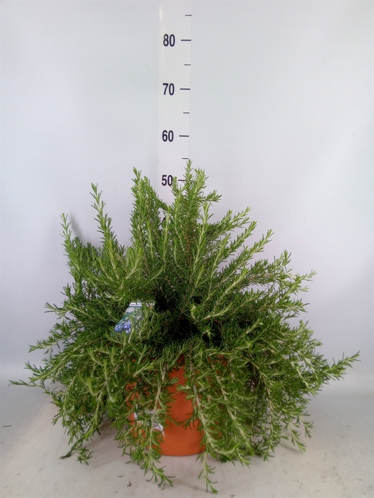 <h4>Rosmarinus officinalis 'Prostratus'</h4>