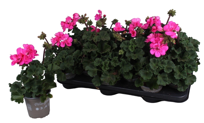 <h4>Pelargonium Zonale paars</h4>