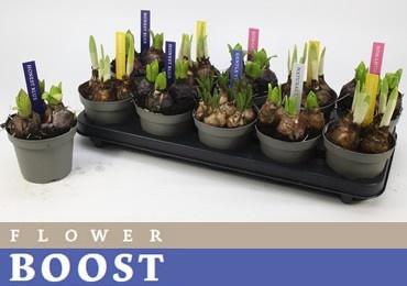 <h4>BOLBLOEMEN GEM</h4>