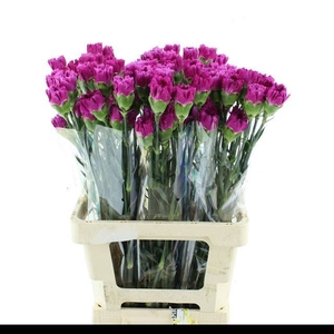 DI ST TI TI VIOLET