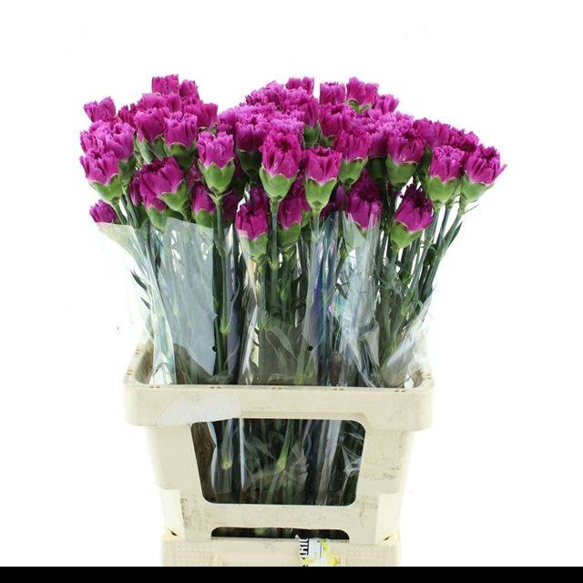 <h4>DI ST TI TI VIOLET</h4>