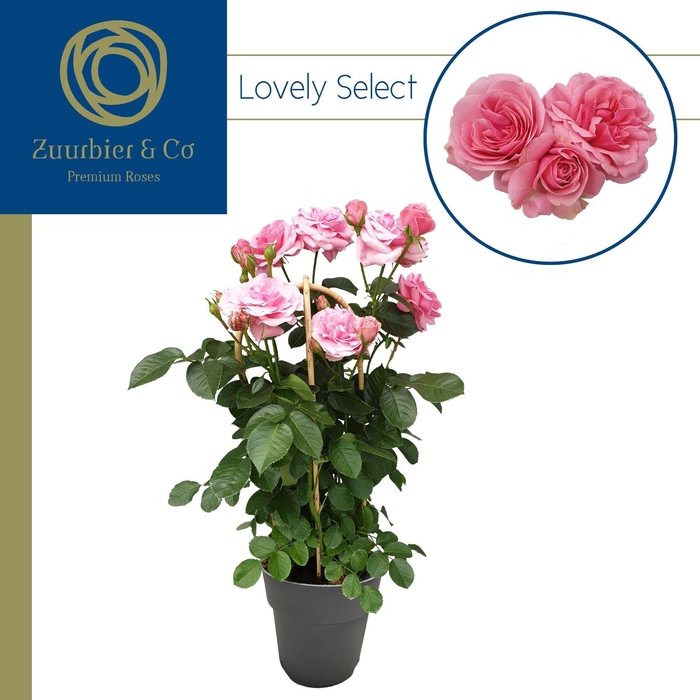 <h4>ROSA FL LOVLY SELECT</h4>
