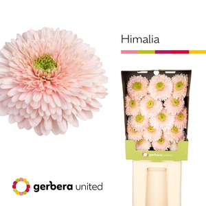Ge Bv Gterra Himalia