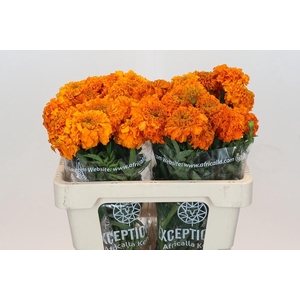 Tagetes Marigold Promise Orange