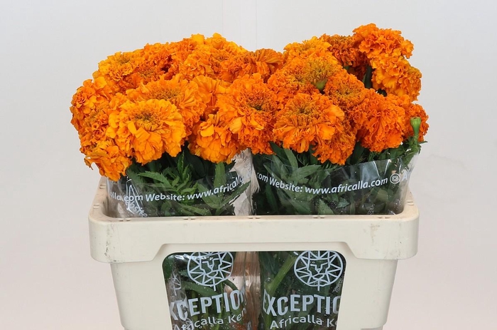Tagetes Marigold Promise Orange