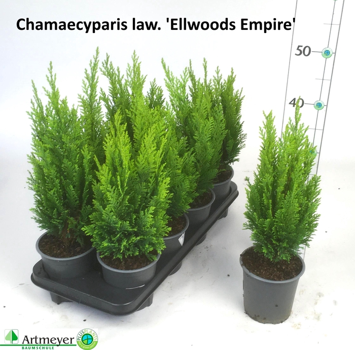 <h4>CHAM L ELLWOODS EMP</h4>