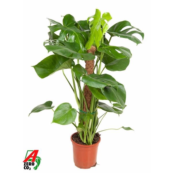 <h4>Monstera deliciosa</h4>