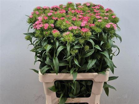 <h4>Di Barb Bar Salmon</h4>