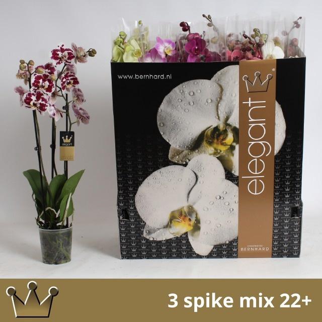 <h4>PHAL GEM 7 KL</h4>