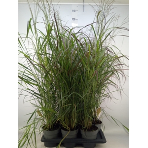 Panicum virgatum