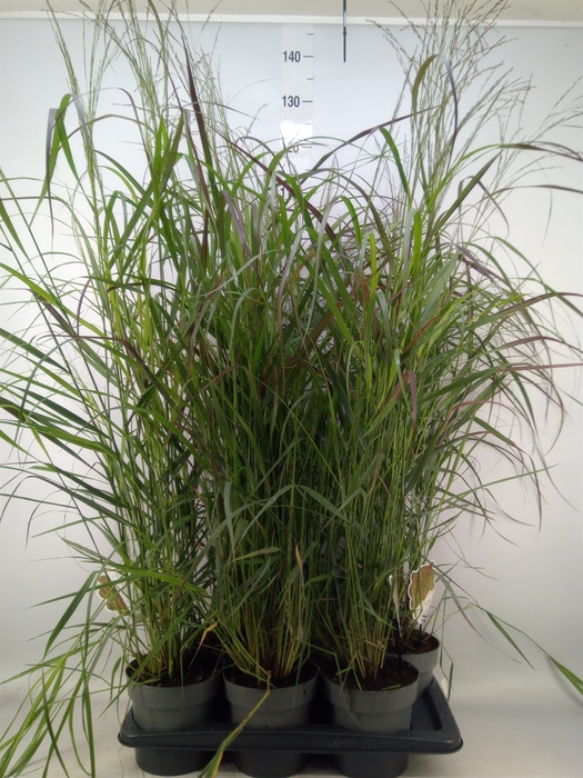 <h4>Panicum virgatum</h4>