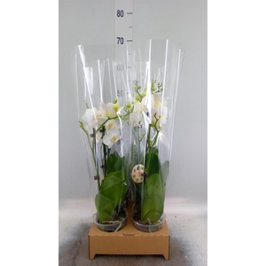 Phalaenopsis   ...white
