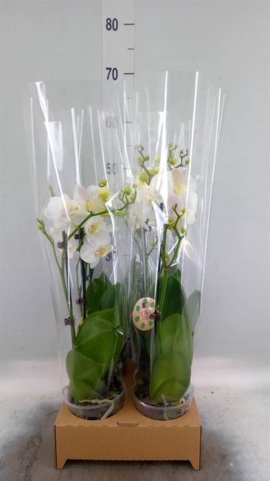 <h4>Phalaenopsis   ...white</h4>