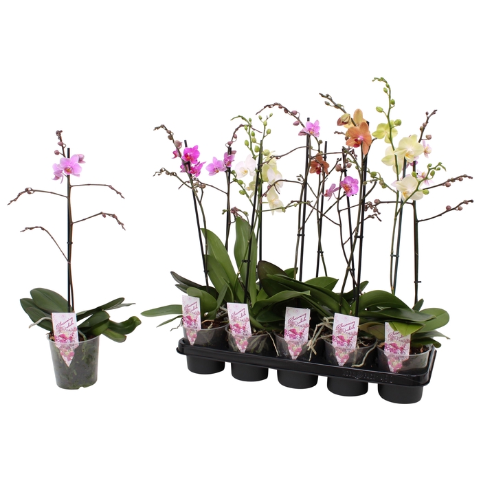 <h4>Phal. Multiflora 1-tak mix 4 kleuren</h4>